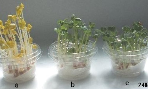 沐舒坦注射剂雾化后果-沐舒坦雾化吸入用药网沐舒坦雾化可以使用几天知识网站,分享沐舒坦做雾化怎么配药大全